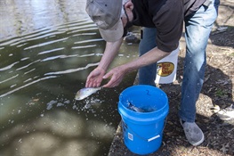 NYC PARKS, BRONX ZOO, NYSDEC & PARTNERS ADD ALEWIFE FISH TO THE BRONX RIVER